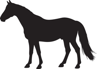  Marwari horse in silhouette pure white background. 