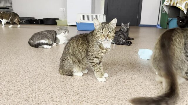 Playful cats frolic in a cozy animal shelter during afternoon hours