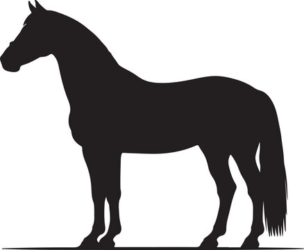 Messara horse in silhouette pure white background. 