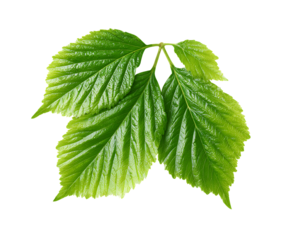 Bright green mulberry leaves beautifully isolated