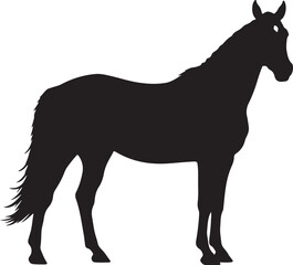 Mezohegyesi sport horse in silhouette pure white background. 