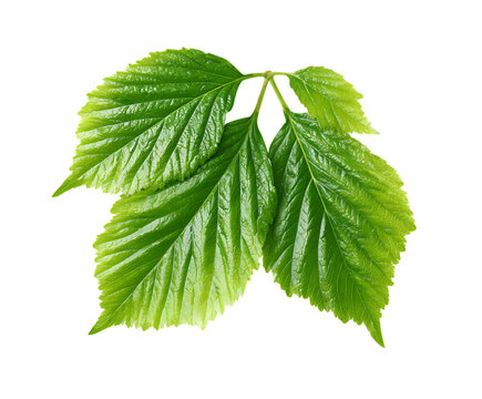 Bright green mulberry leaves beautifully isolated
