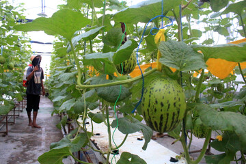 modern agriculture in the form of melon cultivation using a hydroponic system