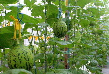 modern agriculture in the form of melon cultivation using a hydroponic system