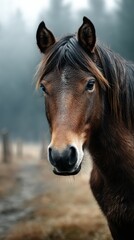 Obraz premium Close-up of a brown horse standing in a foggy field surrounded by trees during early morning