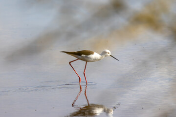 Black winged stilt wading in shallow water with reflection