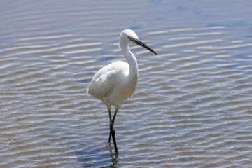 Little egret standing in shallow water, hunting for fish