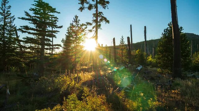 Sunset in the mountains and pine trees 
