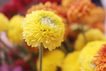 close up of yellow chrysanthemum flower