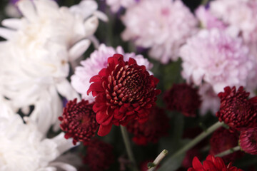 red dahlia flower
