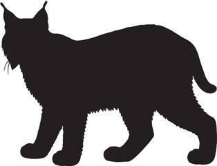 Bobcat in silhouette good looking best.
