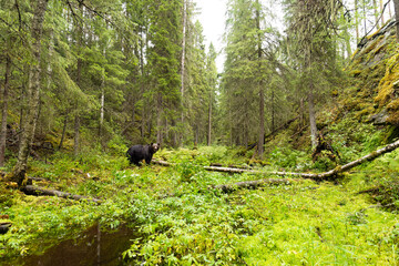 A brown bear deep in the forested valley