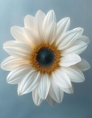 Close-up of a delicate white sunflower with soft petals and detailed center against a smooth gray background evoking calmness and purity