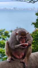 A macaque monkey eating fruit while sitting on a stone ledge with a tropical seascape and distant city skyline in the background. Wildlife in natural habitat near the coast.