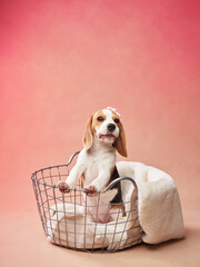A beagle sits gracefully inside a wire basket on a gradient backdrop, showcasing its calm and...