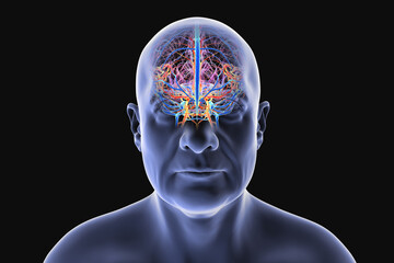 Obraz premium Human brain with highlighted blood vessels: arteries in red and veins in blue, showing detailed cerebral circulation anatomy, 3D illustration.