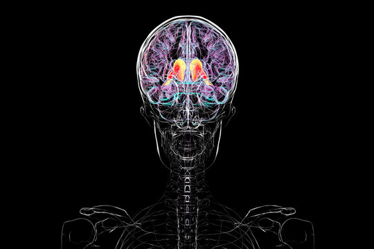 Human brain with highlighted caudate nucleus, 3D illustration. A deep gray matter structure involved in motor control, learning, memory, and reward-related behavior.