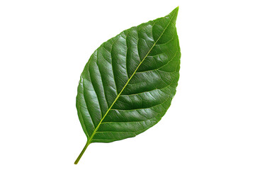 Obraz premium Perfect Green Leaf high quality realistic image