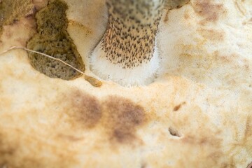 Leccinum mushroom stem close-up