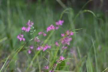 Relax in Seliger with dog