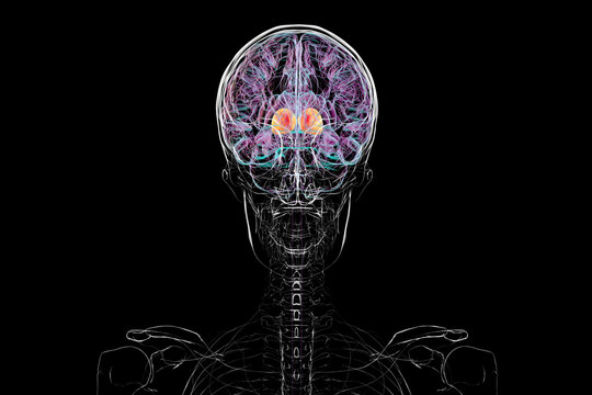 Thalamus of human brain, 3D illustration showing the paired deep gray matter structures that relay sensory and motor signals to the cerebral cortex.