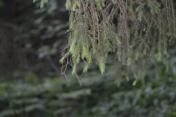 Relax in Seliger with dog