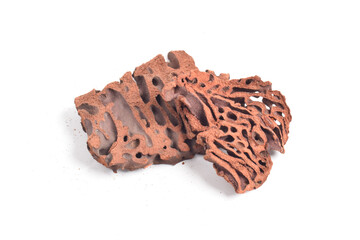 Ant Nest (Myrmecodia pendans), a traditional medicinal plant with porous, woody structure, isolated...