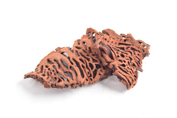 Ant Nest (Myrmecodia pendans), a traditional medicinal plant with porous, woody structure, isolated...