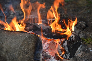 Relax in Seliger with dog