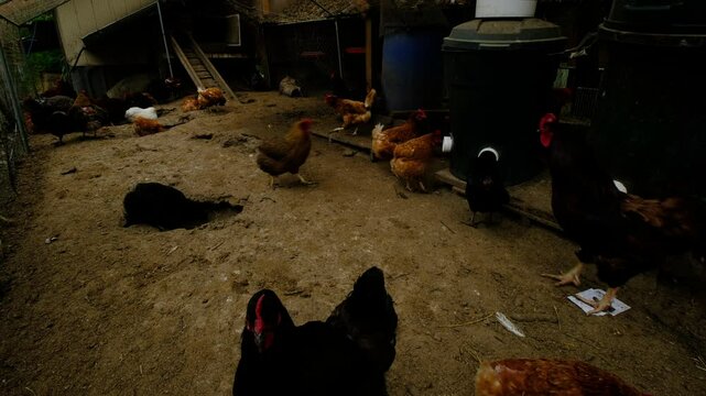 Evening shot of variety of hens in enclosure attached to chicken coop freely strolling around eating from food dispensers wallowing in dirty soil full of bird waste