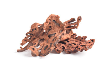Ant Nest (Myrmecodia pendans), a traditional medicinal plant with porous, woody structure, isolated...
