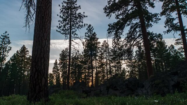 Sunrise through ponderosa pine forest 