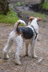 Relax in Seliger with dog