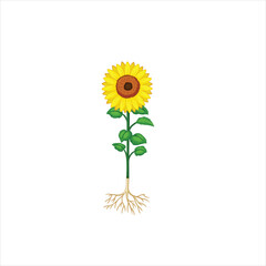 Sunflower vector illustrations design