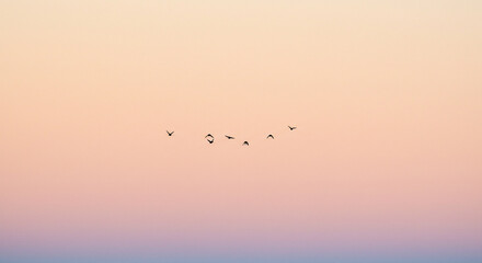 Obraz premium A flock of birds flying in formation against a gradient sky at dusk or dawn in a minimalist style