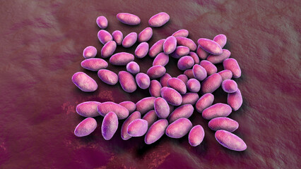 Brucella anthropi, formerly Ochrobactrum anthropi, an emerging opportunistic pathogen capable of degrading pharmaceuticals like Piracetam, 3D illustration. Rod-shaped, Gram-negative bacterium.