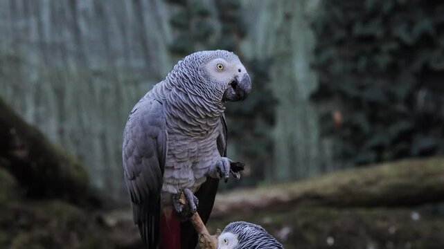 grey parrot jaco performs its song on a blurred background, sound