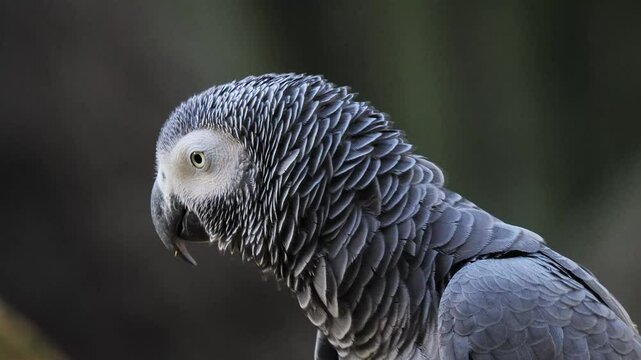 grey parrot jaco performs its song on a blurred background, sound