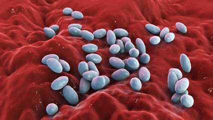 Brucella anthropi, formerly Ochrobactrum anthropi, an emerging opportunistic pathogen capable of degrading pharmaceuticals like Piracetam, 3D illustration. Rod-shaped, Gram-negative bacterium.