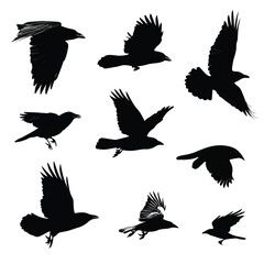 Obraz premium set of silhouettes of crow