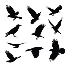 Obraz premium set of silhouettes of crow