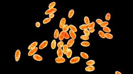 Brucella anthropi, formerly Ochrobactrum anthropi, an emerging opportunistic pathogen capable of degrading pharmaceuticals like Piracetam, 3D illustration. Rod-shaped, Gram-negative bacterium.