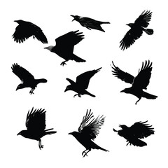 Obraz premium set of silhouettes of crow