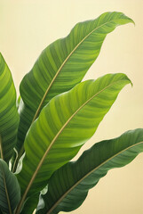 A close-up of large tropical green leaves, resembling banana or bird of paradise plant, against a soft background, perfect for botanical and eco-themed designs.
