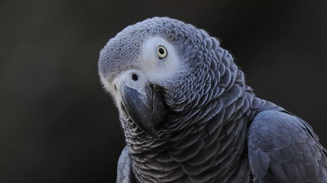 grey parrot jaco performs its song on a blurred background, sound
