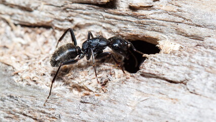 ant on the ground