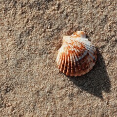 Elegant Scallop Shell on Sandy Beach Calm Coastal Scene Featuring Warm Light Natural Texture and Shadow Serene Seaside Macro Photography