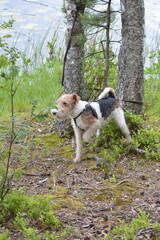 Relax in Seliger with dog