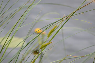 Relax in Seliger with dog