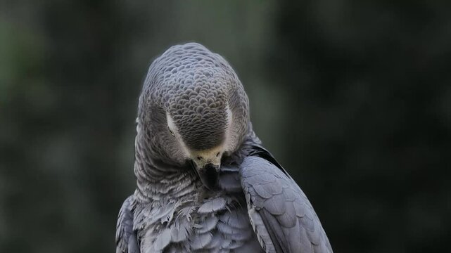 grey parrot jaco performs its song on a blurred background, sound